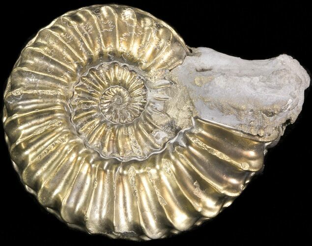 Pyritized Pleuroceras Ammonite - Germany #42745